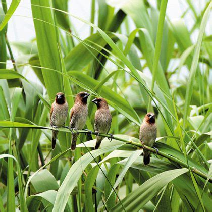 像麻雀的鳥|形似麻雀的黑嘴嗶仔 斑文鳥